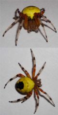 Araneus marmoreus var. pyramidatus